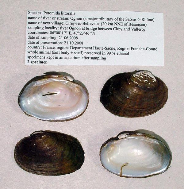 specimen