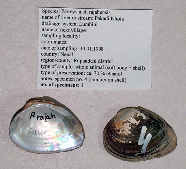 specimen