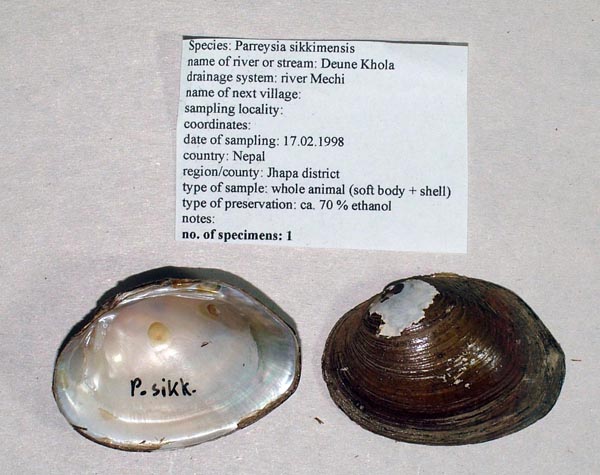 specimen