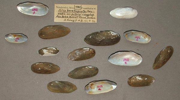 specimen