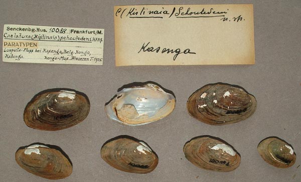 specimen