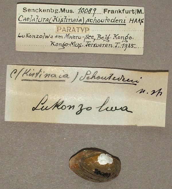 specimen