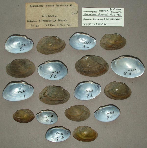 specimen