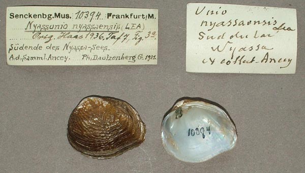 specimen