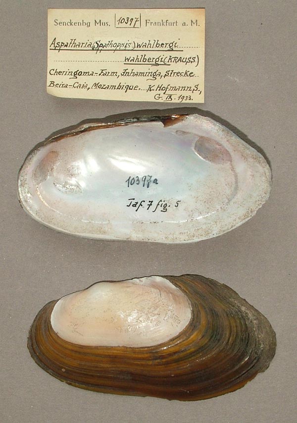 specimen