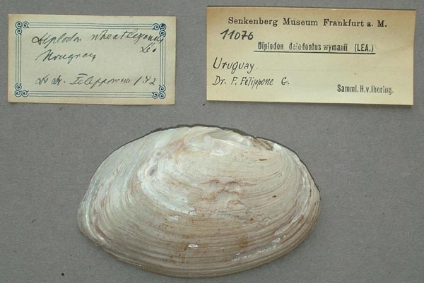 specimen