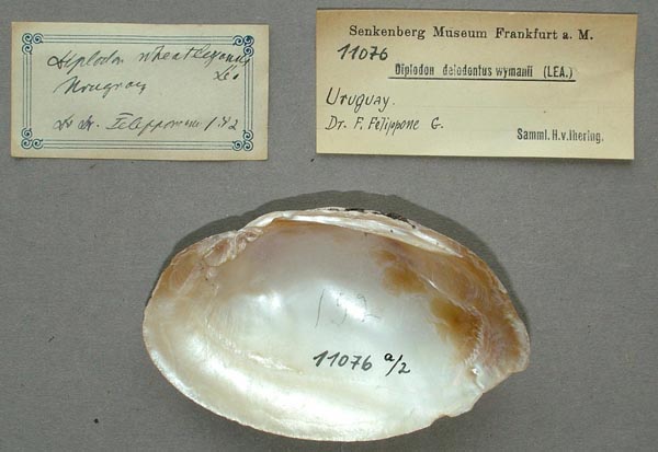 specimen