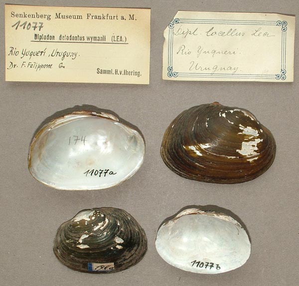 specimen