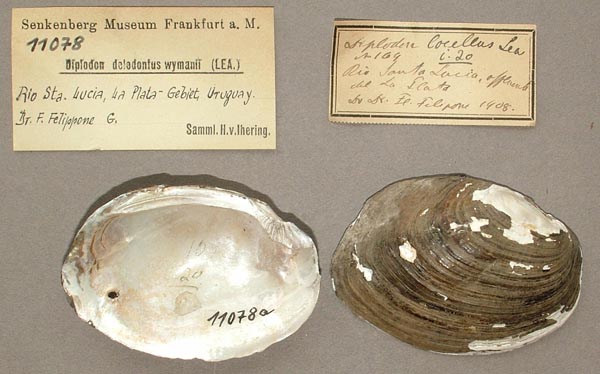 specimen