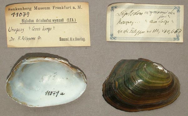 specimen