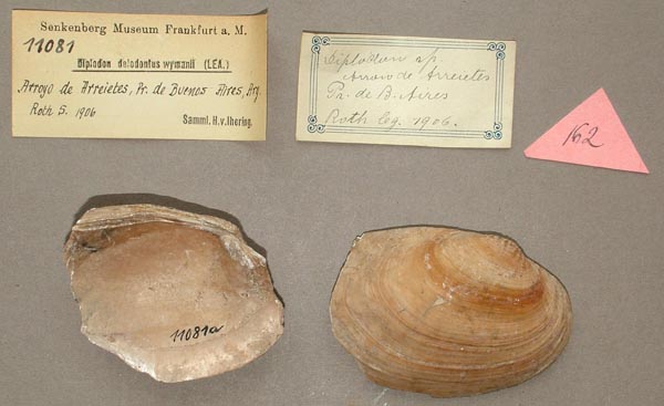 specimen