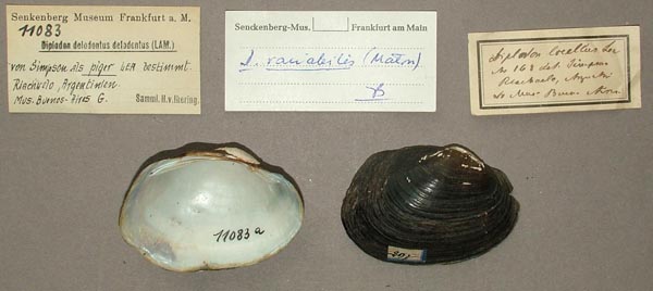specimen
