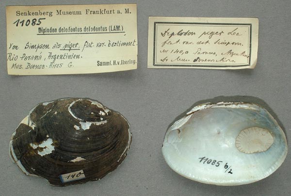 specimen