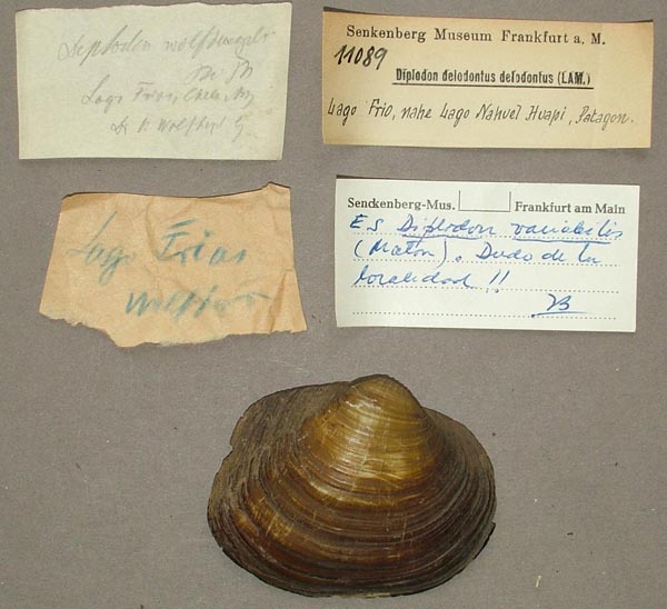 specimen