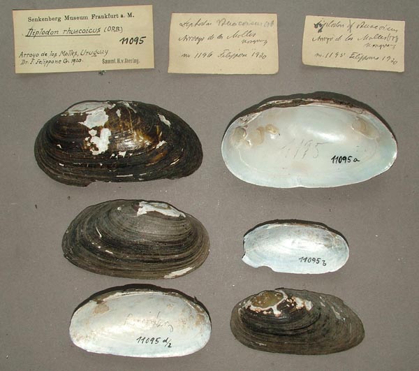 specimen