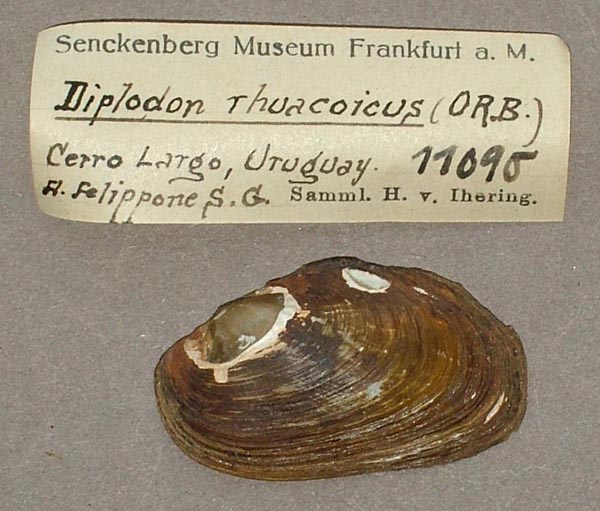 specimen