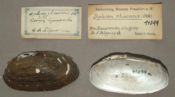 specimen