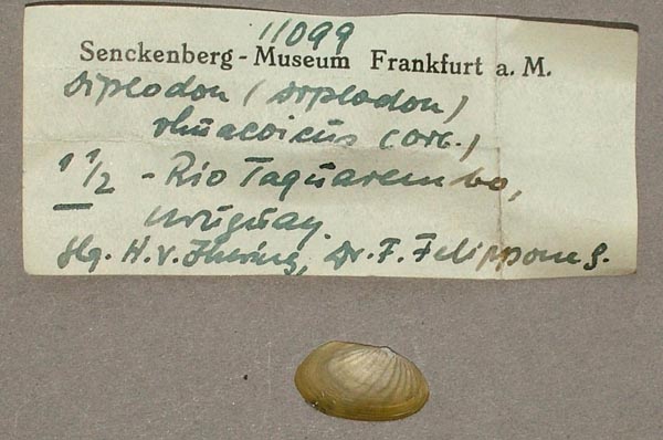 specimen