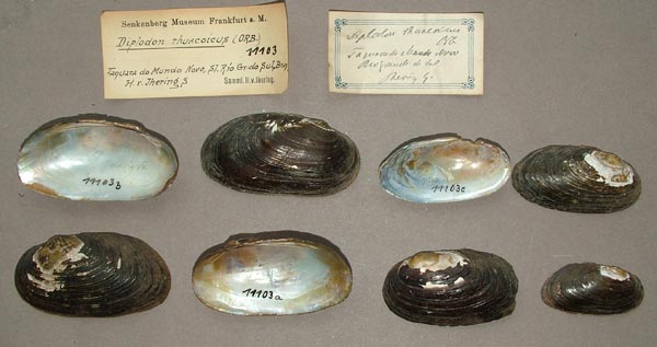 specimen
