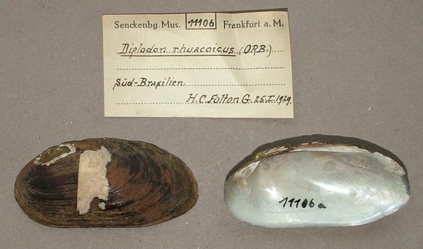 specimen