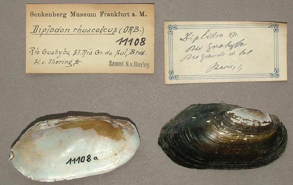 specimen