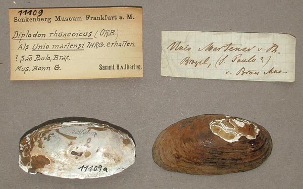 specimen