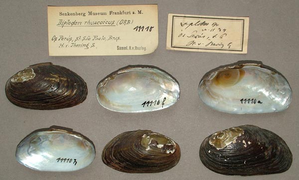 specimen
