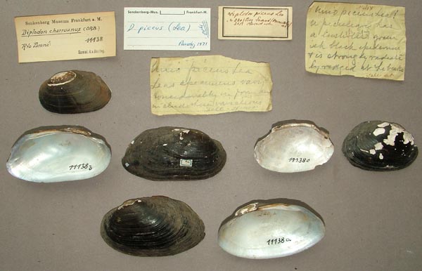 specimen