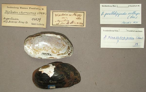 specimen