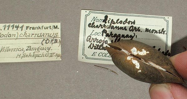 specimen
