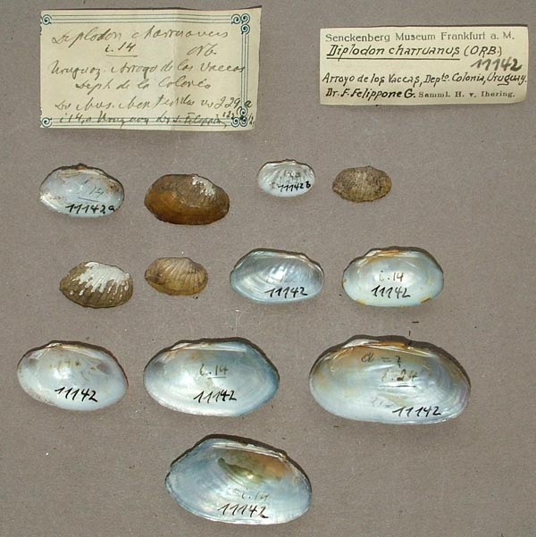 specimen