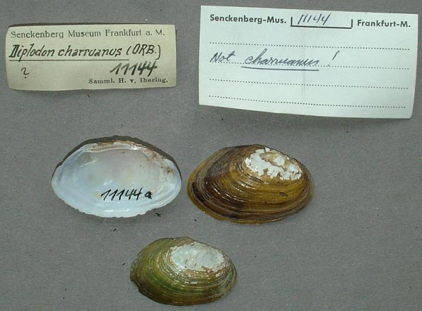 specimen
