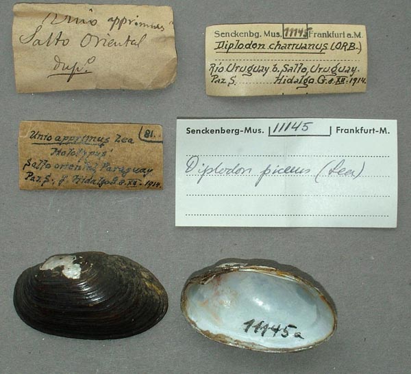 specimen