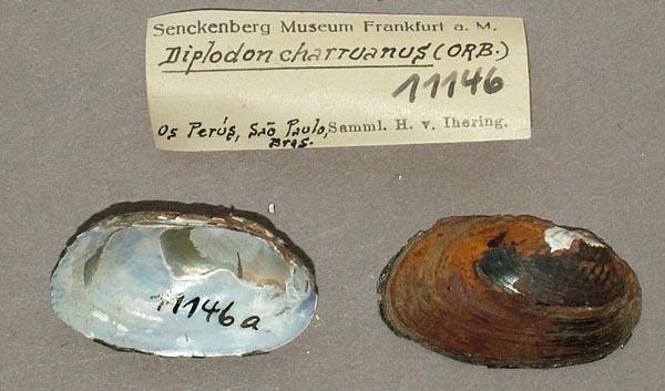 specimen