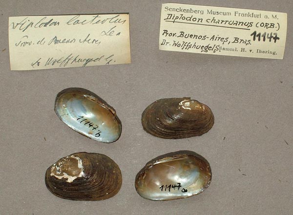 specimen