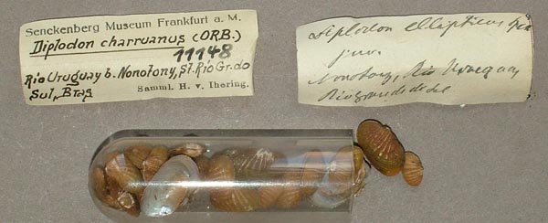 specimen