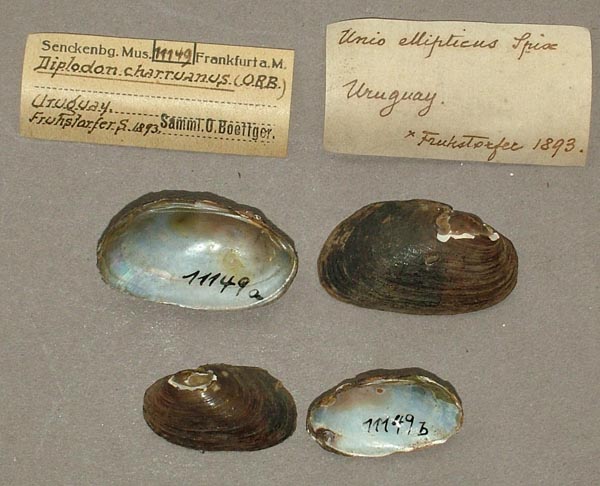 image of lot SMF_11149 image of lot SMF_11149