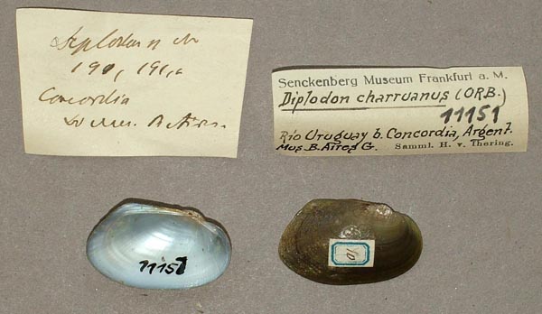 specimen