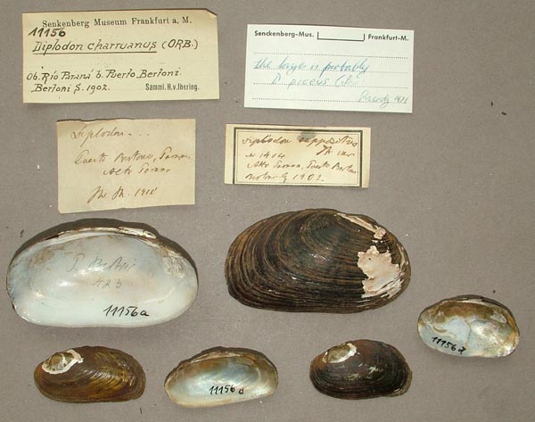 image of lot SMF_11156 image of lot SMF_11156