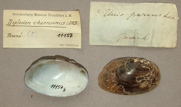 specimen