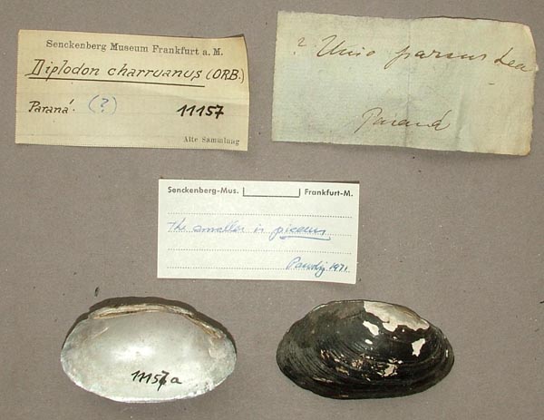specimen