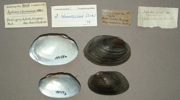 image of lot SMF_11158 image of lot SMF_11158