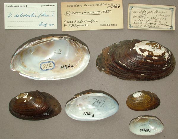 specimen