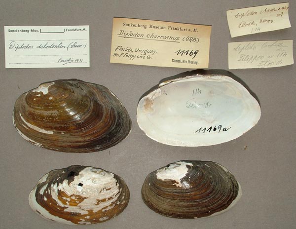 specimen