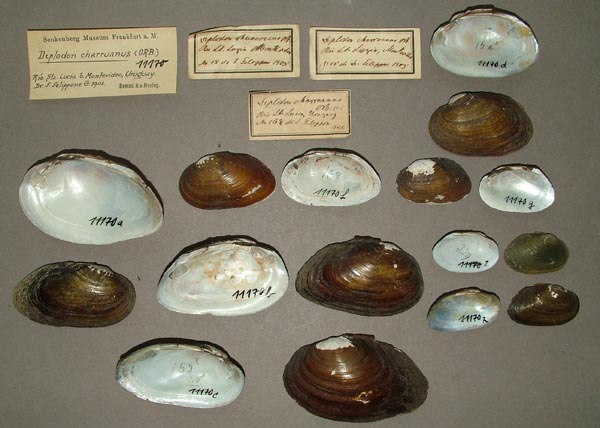 image of lot SMF_11170 image of lot SMF_11170