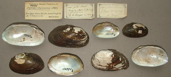 image of lot SMF_11171 image of lot SMF_11171