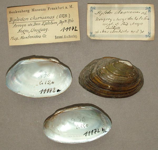specimen