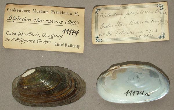 image of lot SMF_11174 image of lot SMF_11174