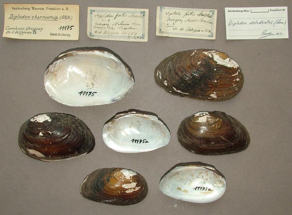 image of lot SMF_11175 image of lot SMF_11175