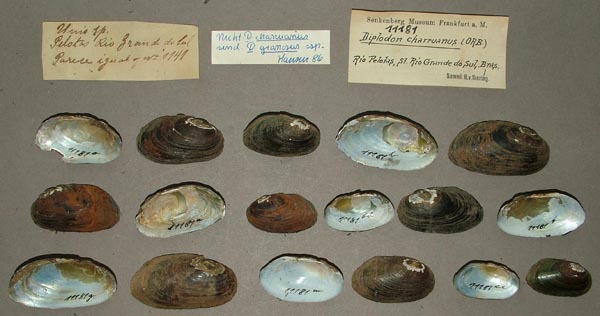 image of lot SMF_11181 image of lot SMF_11181